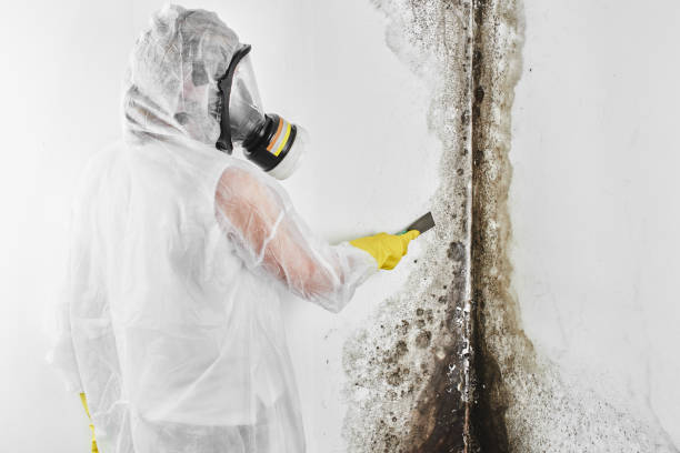 San Fernando, CA Mold Remediation Company