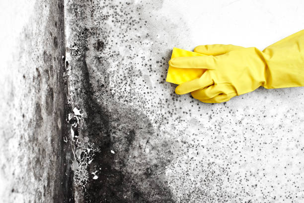 Best Bathroom Mold Remediation in San Fernando, CA