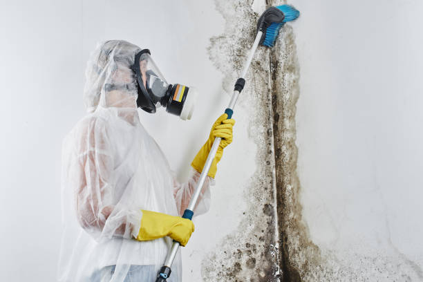 Best Kitchen Mold Remediation in San Fernando, CA