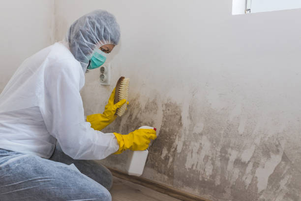 Best Mold Testing and Inspection Services in San Fernando, CA