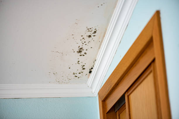 Best White Mold Remediation in San Fernando, CA