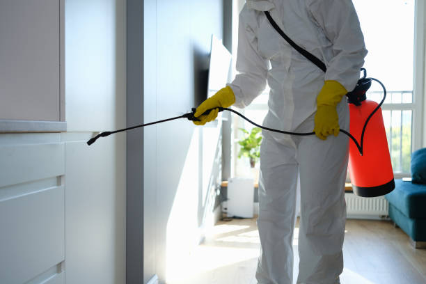 Reliable San Fernando, CA Mold Remediation Solutions