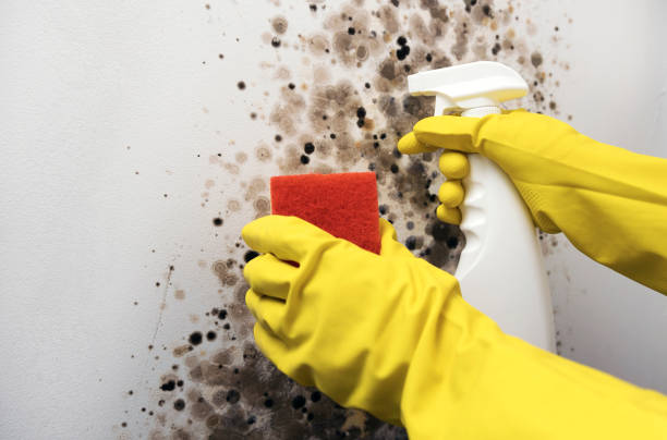 Best White Mold Remediation in San Fernando, CA