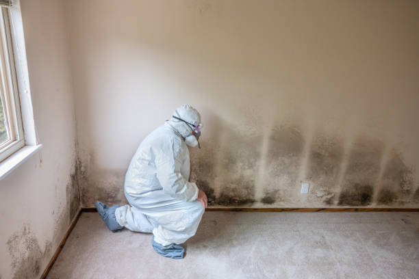 Best Health and Safety Mold Remediation in San Fernando, CA