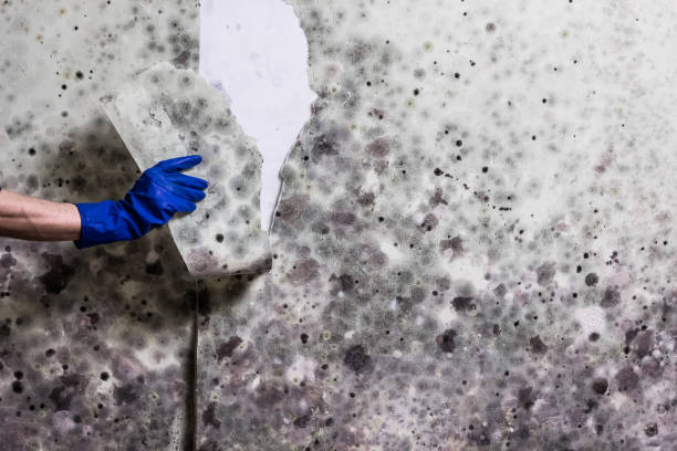Best Mold Remediation for Specific Building Types in San Fernando, CA